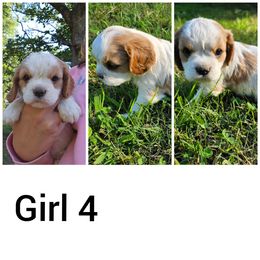 Girl 4 - Cavalier King Charles Spaniel puppy in Stilwell, Oklahoma from Parker's Pups