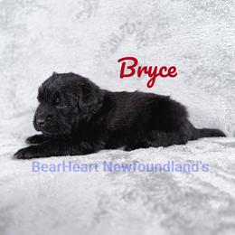 Bear - Black male Newfoundland puppy in Cortez, Colorado from Bear Heart Newfoundlands, LLC