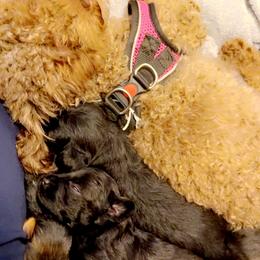 Poodle and Yorkipoo Puppies from Bella Dreamss LLC