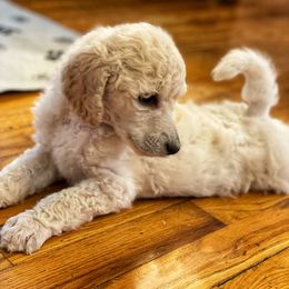 Toast - Cream Poodle puppy in Saint Joseph, Missouri from Ad Astra Performance Poodles