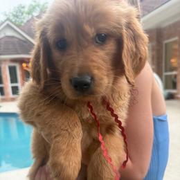 Monopoly Litter - Race Car (Boy - price in desc) - Dark golden male Golden Retriever puppy in Argyle, Texas from Skarlotte Goldens, LLC