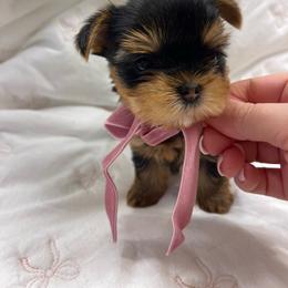 Milan - Black and gold male Yorkshire Terrier puppy in Seattle, Washington from 🎀 Yorkies Boutique Babydolls 🎀