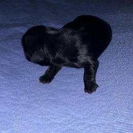 Boy 1 - Black male Shih Tzu puppy in Groveland, Florida from Jenny's Shih Tzus
