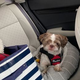 Companion Crosses and Shih Tzus from Pattie’s Precious Puppies
