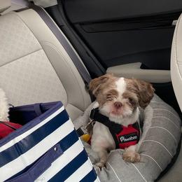 Companion Crosses and Shih Tzus from Pattie’s Precious Puppies
