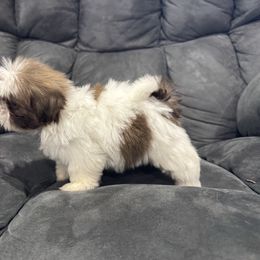 Luna - Liver and white female Shih Tzu puppy in Springfield, Missouri from Lopez Family Tails