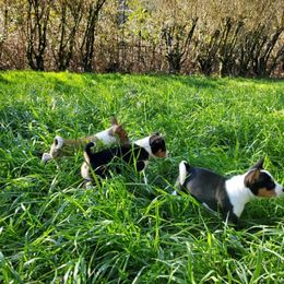 Basenji Puppies from Basenji Puppies