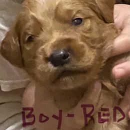Goldendoodle Puppies from Jaci’s Oodles of Doodles