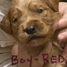 Goldendoodle Puppies from Jaci’s Oodles of Doodles