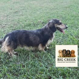 Boss - Dachshund