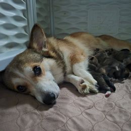 Pembroke Welsh Corgi Puppies from Raccoon Creek Corgis