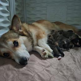 Pembroke Welsh Corgi Puppies from Raccoon Creek Corgis