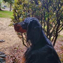 Gordon Setter puppies from Katherine's Golden Retrievers and Gordon Setters.