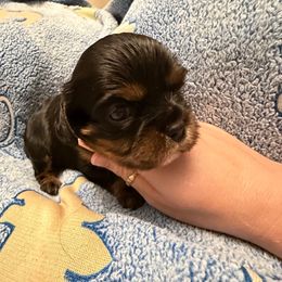 Bella - Black and tan female Cavalier King Charles Spaniel puppy in Spokane, Washington from PJE Cavs and Poos