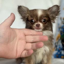Calvin Klein - Chocolate and white male Chihuahua puppy in Alvord, Texas from Gift of Gods Favor