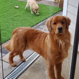 Golden Retriever Puppies from Kim Kelley