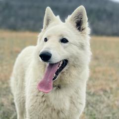 Toby - Berger Blanc Suisse