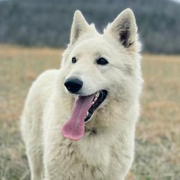 Toby - Berger Blanc Suisse