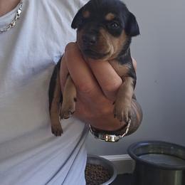 Girl 4 - Black and rust female Miniature Pinscher puppy in Blossvale, New York from CNY Miniature Pinschers