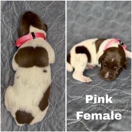 Pink - Liver and white female German Shorthaired Pointer puppy in Nacogdoches, Texas from Triple R German Shorthaired Pointers