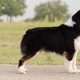 Australian Shepherds and Miniature Australian Shepherds from Ridgestar Aussies