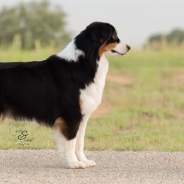Australian Shepherds and Miniature Australian Shepherds from Ridgestar Aussies