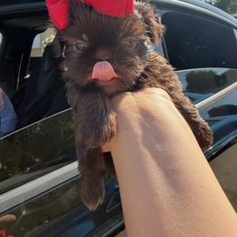 Puppy girl - Chocolate female Shih Tzu puppy in Whittier, California from Shihtzu