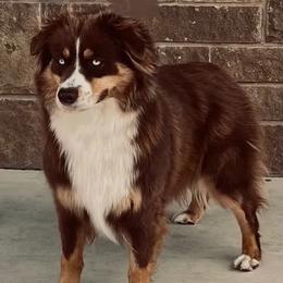 Sage - Miniature Australian Shepherd