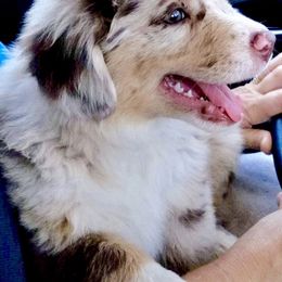Australian Shepherd and Miniature Australian Shepherd Puppies from Bline's Awesome Aussies