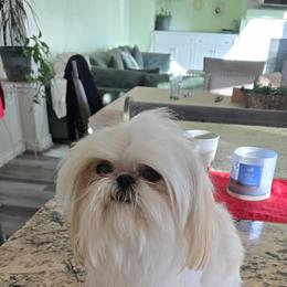Male - Gold and white male Shih Tzu puppy in Victorville, California from Californiadreamyshihtzus