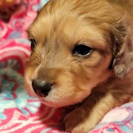 Dachshund Puppies from CLARK'S BREEDING PROGRAM