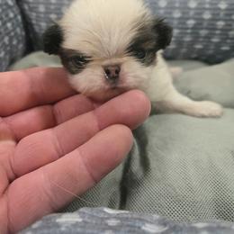 Boy  2 - Sable and white male Japanese Chin puppy in Salem, Oregon from Chinnychinchinofsalem