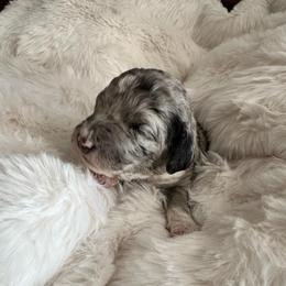 9 - Merle female Labradoodle puppy in Greensboro, Georgia from B’s Doodles