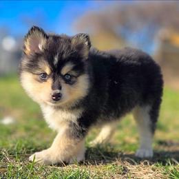 Juniper (Purple Collar) - Black and white female Pomsky puppy in Kennewick, Washington from Nebula Ranch Pomskies