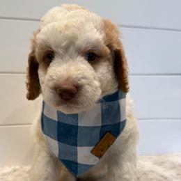 Green Collar Boy - Yellow and white male Bernedoodle puppy in San Augustine, Texas from Vintage Doodles