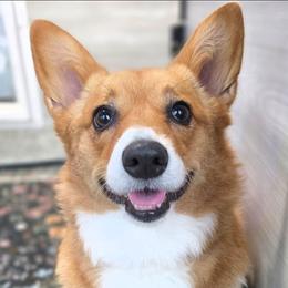 Willow (spayed) - Red female Pembroke Welsh Corgi puppy in San Antonio, Texas from Moxxi's Legacy Corgis
