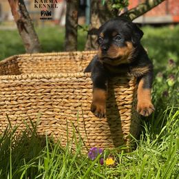 Rottweiler Puppies from KarmaKennelPNW
