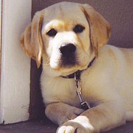 Labrador Retrievers from aMAZZing Labradors