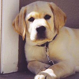Labrador Retrievers from aMAZZing Labradors