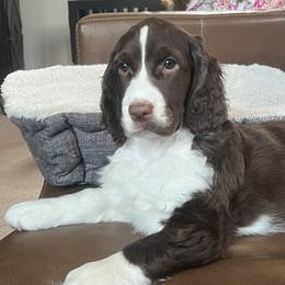 Duncan - Liver and white male English Springer Spaniel puppy in Baxter, Minnesota from Timberwood English Springer Spaniels