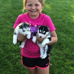 Siberian Husky Puppies from Pachodi Kennels