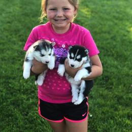 Siberian Husky Puppies from Pachodi Kennels