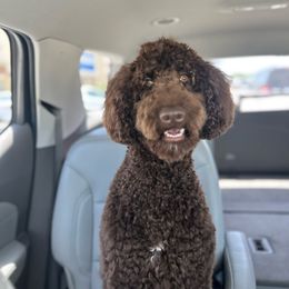 Penny - Poodle