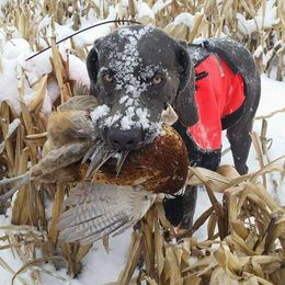 Weimaraners from Dreamweaver Weimaraners