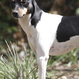 Rat Terriers from Sugarloafer Rat Terriers