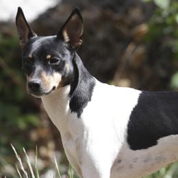 Rat Terriers from Sugarloafer Rat Terriers