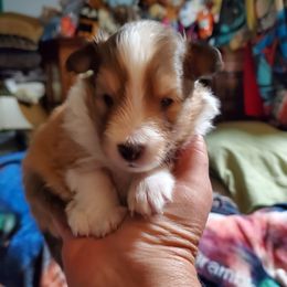 Girl 2 - Toy Shetland Sheepdog puppy from LaLa's Lilliputian Lassies