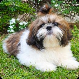 Boy 1(Donner) - Red and white male Shih Tzu puppy in North Carolina from WillowCreek Mountain View Shih Tzu
