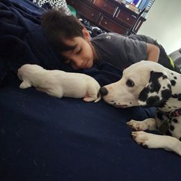 Dalmatian Puppies from America's Dalmatian Friends