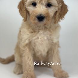 April - Apricot female Goldendoodle puppy in Milford, Indiana from Railway Acres Kennel